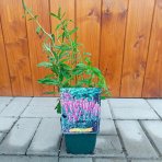 Veronika špicatá (Veronica spicata) ‘ROSA ZWERG’ kont. C1L